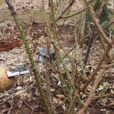 Kako ukloniti slijepe izdanke na ružama